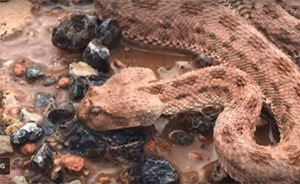 بالفيديو.. شاب مغربي يُنقذ أفعى قاتلة أعياها العطش!