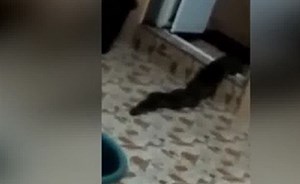 فيديو مرعب.. “مخلوق غامض” يقتحم منزلا من مكان غير متوقع