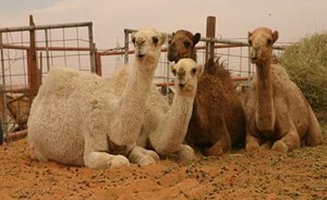 فيديو طريف لسعودي يتعامل مع إبل في أستراليا على طريقة الرعاة السعوديين فيبهر صاحبها