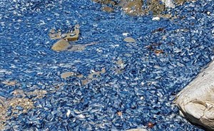 عشرات الآلاف من المخلوقات الغريبة تغزو شواطئ نيوزيلندا