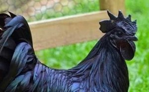لحمه وريشه ونخاعه لون واحد ويقدر ثمنه بالذهب وبيضه بالفضة.. ما لا تعرفه عن الدجاج الأسود