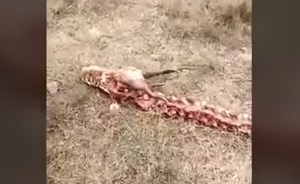 بالفيديو.. هل هذا دليل على أن التنين ليس مخلوقاً خرافياً؟