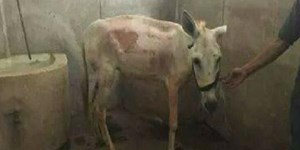 قصة “الحمار المحظوظ”… سافر من مصر الى سويسرا!