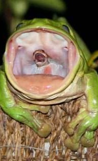 شاهد.. مصور يجسد صراع الكائنات على البقاء في لقطة فريدة