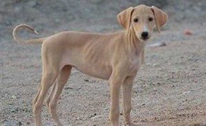 شاهد… رجل يحرق كلبا حيا والسبب!