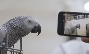 بالفيديو.. ببغاء يجود القرآن!