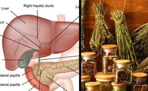 6 علاجات طبيعية للوقاية من أمراض الكبد