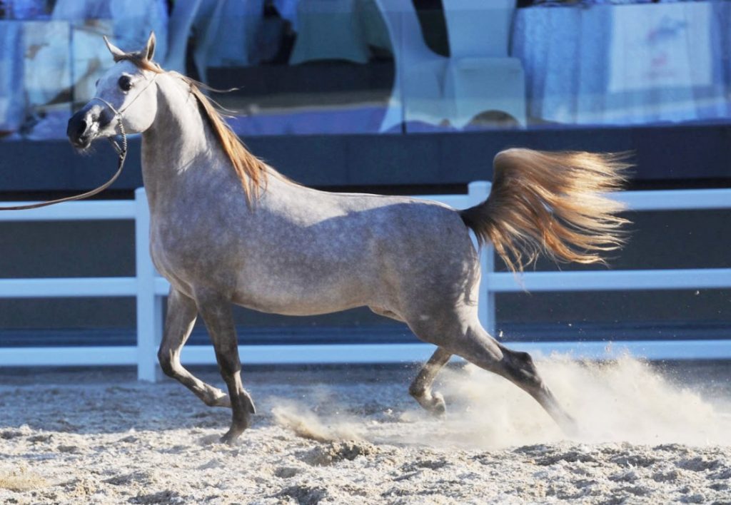 انطلاق بطولة جمال الخيل المصرية ضمن #مهرجان_الكويت