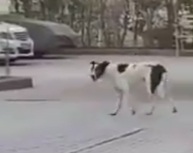 بالفيديو | كلاب ضالة أمام حضانة أطفال في الكويت!