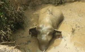 حفر خندق لإخراج فيل من بئر