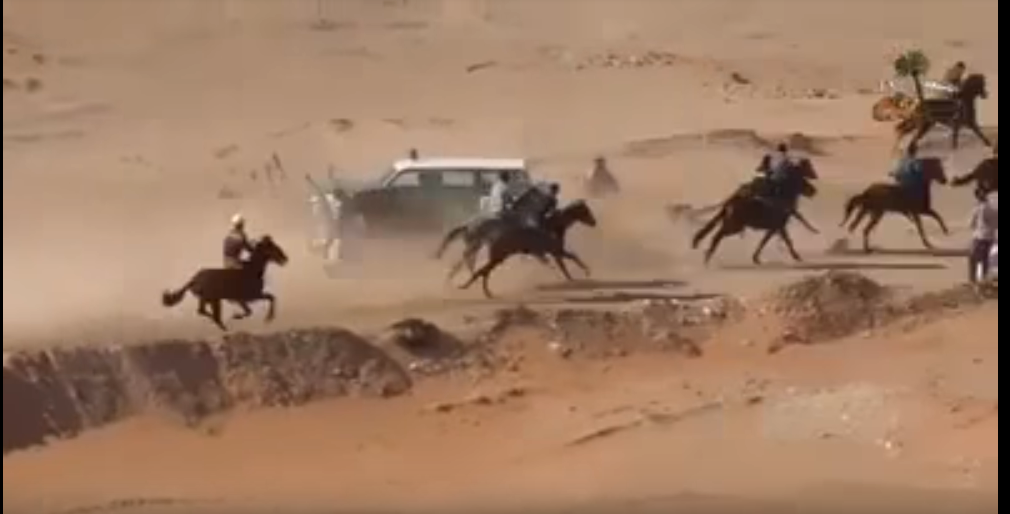 بالفيديو…مشاهد مروعة وصدام قاتل بين مجموعة خيول وسيارة شرطة