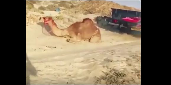 بالفيديو …غضب في مواقع التواصل بعد إنزال جمل بطريقة عنيفة من سيارة