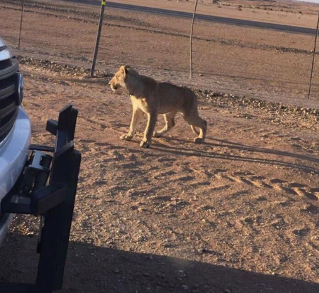 أسد كبد في #السعودية وليس #الكويت