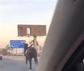 «خيل» هارب بشارع الخليج العربي وتلقي صاحبه لإصابات بليغة