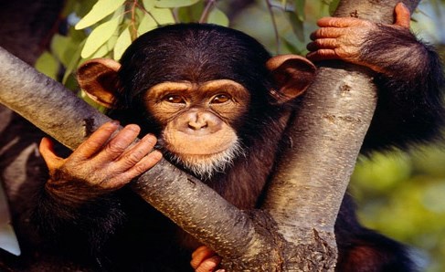 بالصور.. قرد يسرق قبعة سائح أمريكي ويتسبب في إصابته بالشلل‎