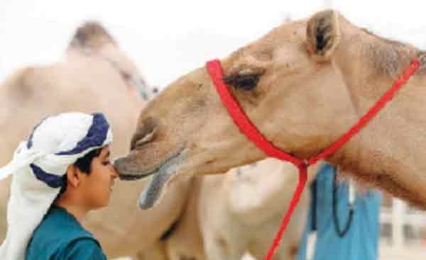صورة من مهرجان الظفرة.. الصبي عاشق الإبل