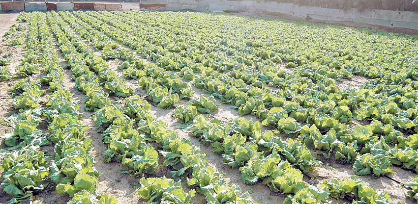 شؤون الزراعة : تحسين كفاءة استخدام المياه في المزارع