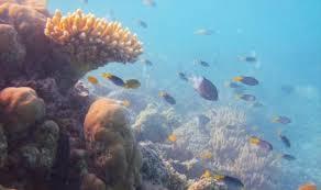 أستراليا: 48 مليون دولار لمكافحة انتشار نجمة البحر