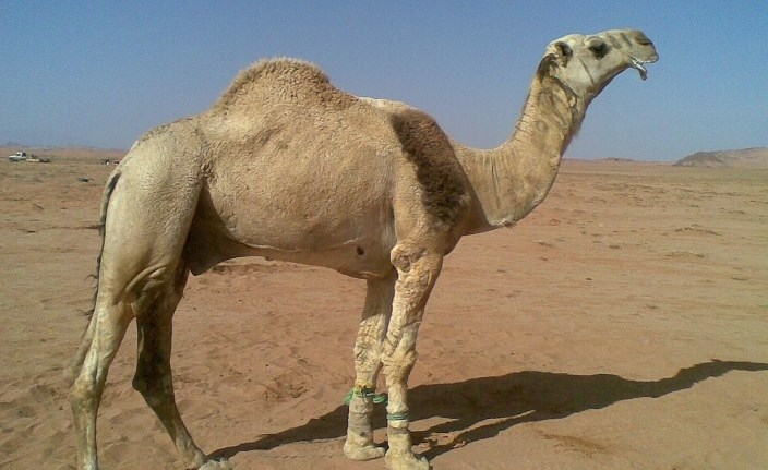 مواطن يتهم جاره بتهديد حارسه ووالد المتهم يدعي سرقة المُبلغ 5 جمال