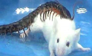 “أم أربعة وأربعين”.. سم يقتل في 30 ثانية