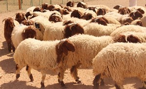البحث عن لصوص أغنام تركوا وراءهم عطراً