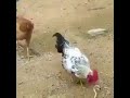 #فيديو| لحماية نفسك من الثعابين والعقارب في البر اصطحبك معك هذا الطائر!