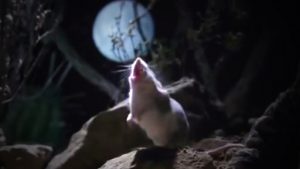 wolf-mouse