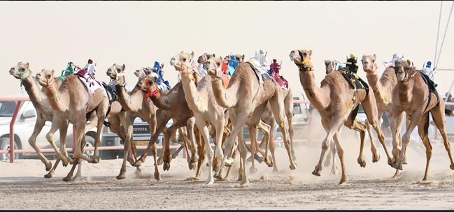 هجن #الكويت و #السعودية تتصدر منافسات بطولة الكويت الدولية ال18 لسباقات #الهجن