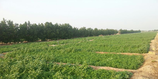 صرف تعويضات أصحاب مزارع الوفرة خلال أيام