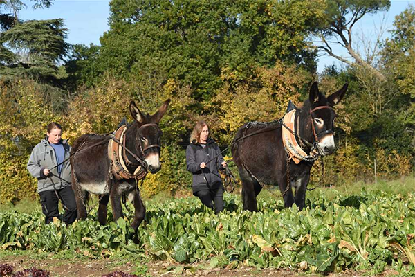 فرنسا تفتتح أول مدرسة لتدريب مواطنيها على استخدام الحمير