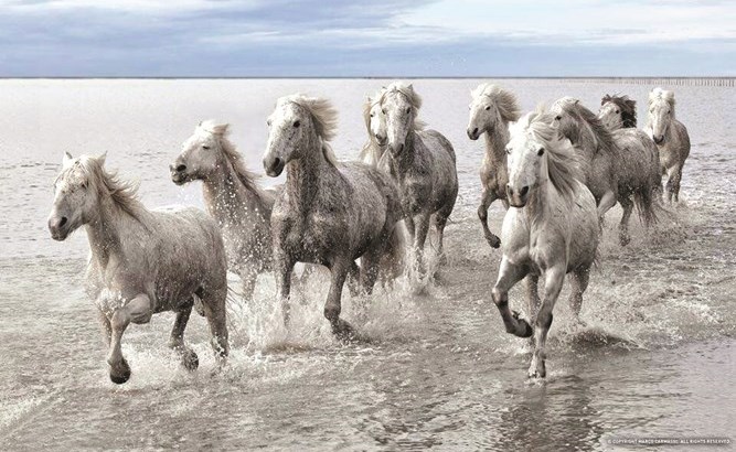 مفاجأة كبرى .. الخيول البرية اختفت
