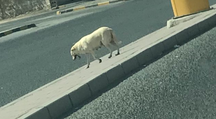 صورة | الكلاب الضالة تظهر في الشارع العام مجددًا.. فمن المسؤول؟!