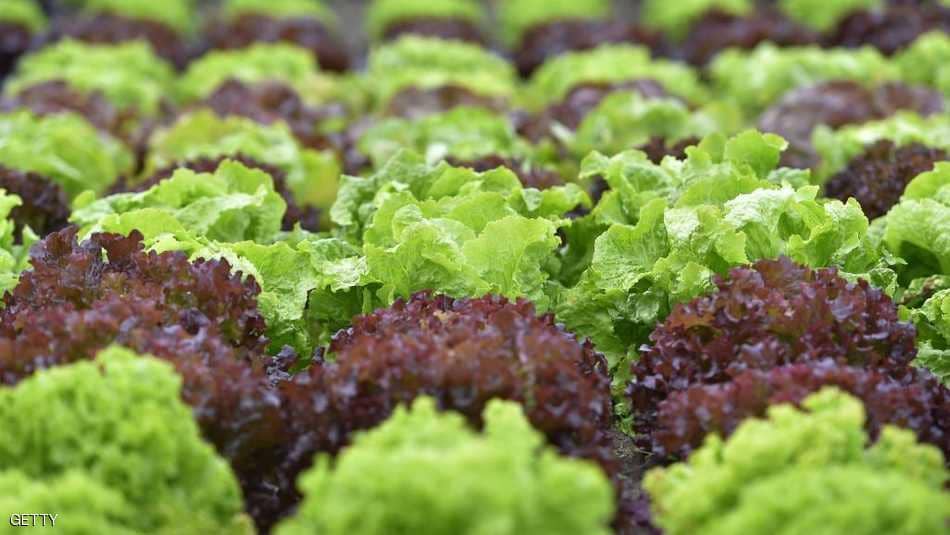 احذروا.. الخس الروماني؟!