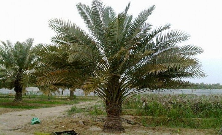 اليوم.. أول أيام موسم العقارب الوقت الأمثل لغرس فسائل النخيل