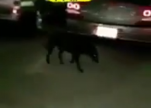 c551b591-1519-496f-94cb-5112e62316f3