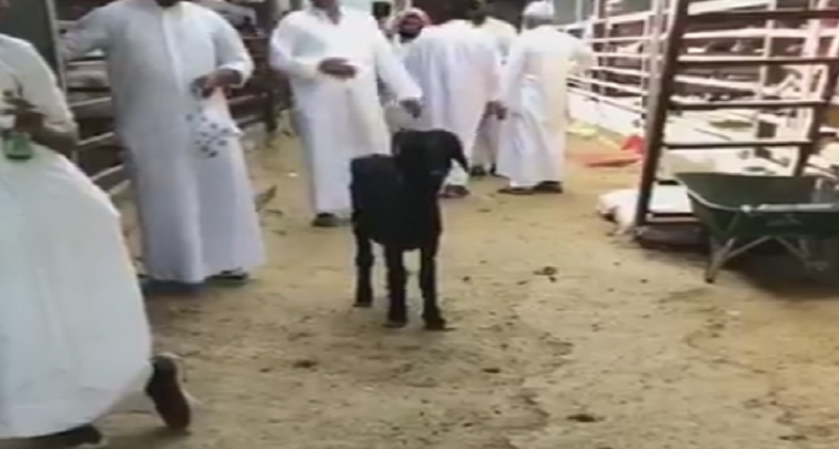 البلدية تتبرأ من “الأغنام المريضة” وتلقي بالكرة في ملعب هيئة الغذاء