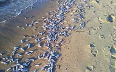 “البيئة” تواصل حصر كمية الأسماك النافقة