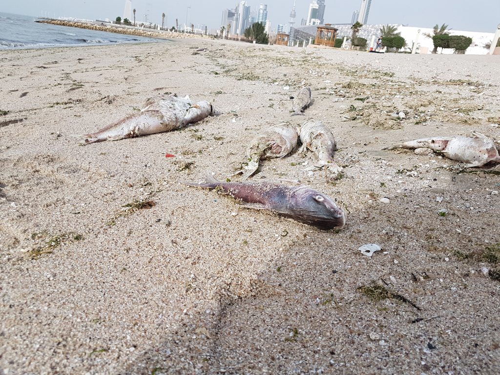 البيئة : رصد نفوق لأسماك الجم في جون #الكويت