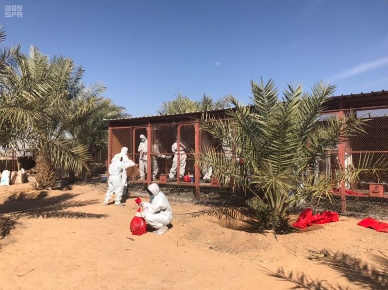 تسجيل إصابتين بإنفلونزا الطيور في السعودية خلال 24 ساعة