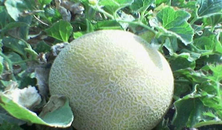 منظمة الصحة العالمية تحذر الكويت: “كنتالوب أسترالي ملوث” يُباع في الكويت