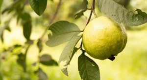 68e0f1fb-a61f-4aaf-958e-828d621bab31