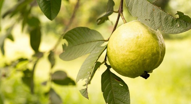 الجوافة المصرية تعود إلى الموائد السعودية مجددًا