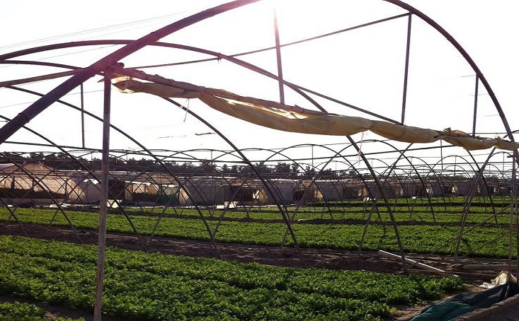 “الميزانيات”: اتخاذ الإجراءات القانونية تجاه الحيازات الزراعية المخالفة