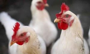 81c903c6-e158-4637-9a5e-be8382cf2675