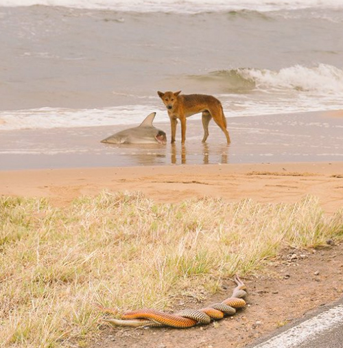 سر الصورة الأكثر “أسترالية” في العالم.. !