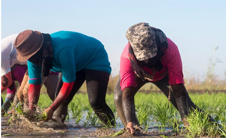 الحبس والغرامة لمن يزرع الأرز والموز في مصر