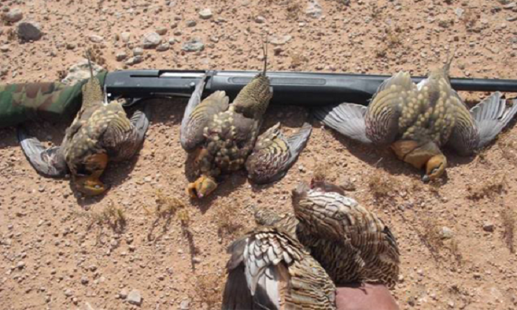 “الداخلية”: إجراءات رادعة لمرتكبي مخالفات الصيد الجائر