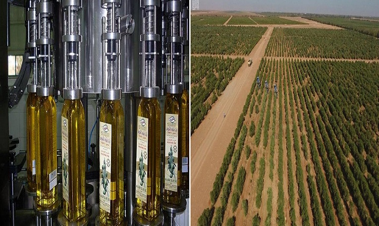 السعودية تدخل موسوعة غينيس بأكبر مزرعة زيتون في العالم