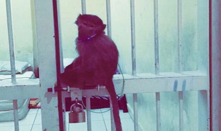 صورة | “قرد” محتجز في مخفر الأندلس!