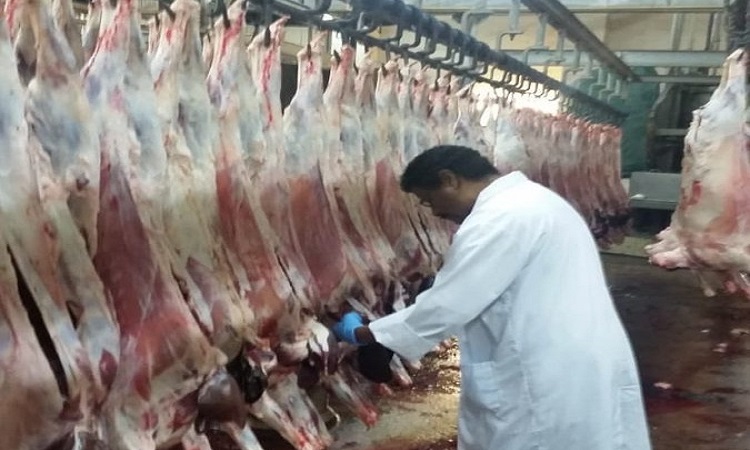 إتلاف 34 رأسًا من الأغنام غير صالحة للاستهلاك الآدمي في حولي